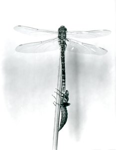 En nyligt opstået guldringet guldsmede tørrer sine vinger, mens den hviler på et siv over sin tomme larveskal eller exuvia, London Zoo, 1925 af Frederick William Bond
