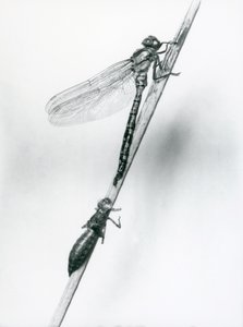 En nyligt opstået guldringet guldsmede hviler på et siv over sin tomme larveskal eller exuvia, London Zoo, 1925