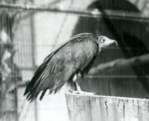 En nu kritisk truet hættegrib stående på en træstamme, London Zoo, september 1925 af Frederick William Bond