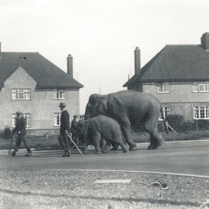 Et par indiske elefanter går fra Tilbury til ZSL Whipsnade af Frederick William Bond