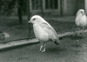 Et par Kagus, eller Cagous, stående på gulvet i deres indhegning i London Zoo, 1927 af Frederick William Bond
