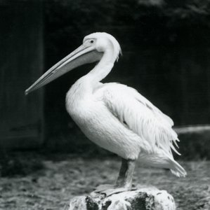 En pelikan stående på en træstub i London Zoo i september 1925 af Frederick William Bond