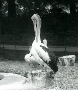 En pelikan, stående på en træstub, pudsede sin hals i London Zoo i september 1925 af Frederick William Bond
