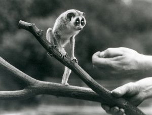 En slank loris stående på en gren holdt af en keeper, London Zoo, august 1926 af Frederick William Bond