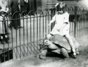 En lille pige, Betty, rækker en pind frem med et æble for enden for at føre den kæmpeskildpadde, hun rider på, London Zoo, 1924 af Frederick William Bond