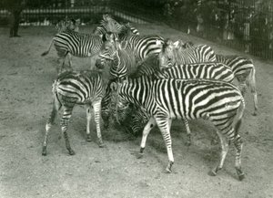 En lille flok Chapmans Zebra, inklusive unge, London Zoo i 1923 af Frederick William Bond