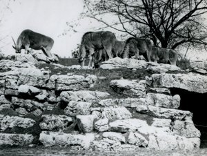 En lille flok almindelig eland græsser blandt klipperne i ElandAntelope Paddock i London Zoo i juni 1925 af Frederick William Bond