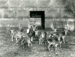 En lille flok Mouflon i London Zoo i november 1926 af Frederick William Bond