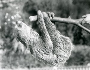 Et to-tået dovendyr hængende på en afskåret gren, som holdes af en dyrepasseren, London Zoo, september 1925 af Frederick William Bond