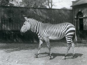 En sårbar Hartman-zebra står i sin indhegning i London Zoo af Frederick William Bond