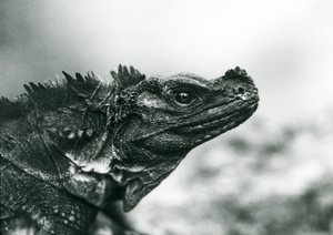 En sårbar Sailfin Lizard i London Zoo i 1928 (s/h foto) af Frederick William Bond