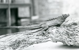 En sårbar sejlfinneøkse hviler på en træstamme i London Zoo i 1928 (s/h-foto) af Frederick William Bond