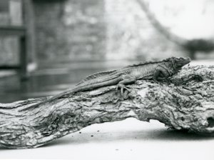 En sårbar Sailfin Lizard hviler på en træstamme i London Zoo i 1928 (s/h foto) af Frederick William Bond