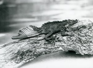 En sårbar Sailfin Lizard, med en beskadiget hale, hviler på en træstamme i London Zoo i 1929 (s/h foto) af Frederick William Bond