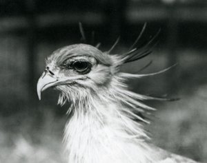 En sårbar Secretary Bird eller Secretarybird i London Zoo i 1928 (s/h foto) af Frederick William Bond