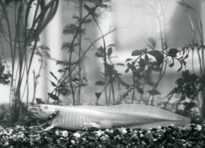 En hvid Axolotl / mexicansk salamander hviler på grus på gulvet i en tank i London Zoo i 1928 (s/h foto)