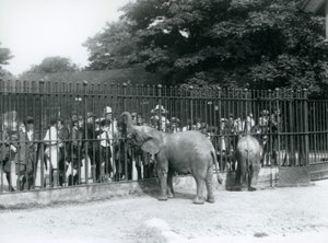 En ung afrikansk elefant og pygmæ afrikansk elefant interagerer med en stor gruppe børn gennem rækværket på deres fold, London Zoo, 1926 af Frederick William Bond