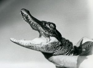 En ung alligator holdt om halsen af sin keeper, London Zoo, august 1928 (s/h foto) af Frederick William Bond
