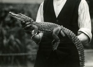 En ung amerikansk alligator holdt af sin keeper, London Zoo, 1924 af Frederick William Bond