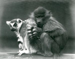 En ung bavian hygger sig med en ringhalet lemur på en bjælke, London Zoo, 1925 af Frederick William Bond