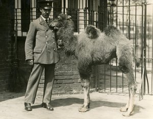 En ung Bactrian Camel, som blev født i menageriet, med sin vogter, London Zoo af Frederick William Bond
