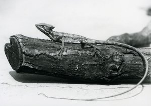 En ung Basilisk Lizard hviler på en træstamme i London Zoo i august 1928 (s/h foto) af Frederick William Bond