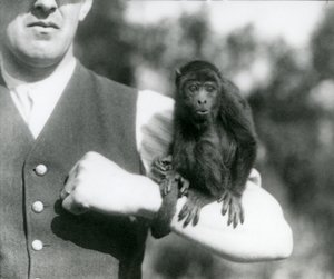 En ung Black Howler Monkey sidder på en mands arm med dens gribende hale viklet om sit håndled, London Zoo, 1923 (bw foto) af Frederick William Bond