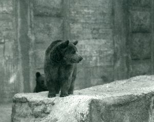 En ung brun bjørn i London Zoo, juni 1914 af Frederick William Bond