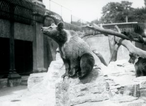 En ung brunbjørn sidder på en sten i forgrunden, mens en anden går bagved, og en tredje sover på en gren, London Zoo, august 1913 af Frederick William Bond