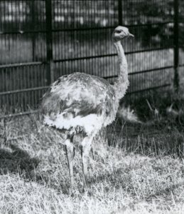 En ung Darwins/Lesser Rhea stående på græs, ved siden af hegnet til dens indhegning, London Zoo af Frederick William Bond