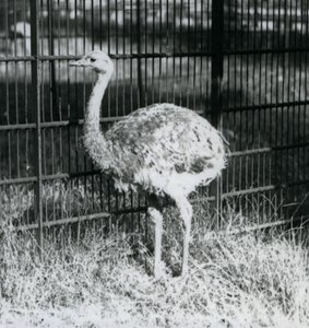 En ung Darwins/Lesser Rhea stående på græs, ved siden af hegnet til dens indhegning, London Zoo af Frederick William Bond