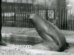 En ung søelefant når bagud, London Zoo af Frederick William Bond