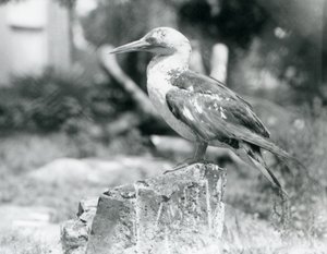 En ung sule stående på en træstub i London Zoo i 1929 (s/h foto) af Frederick William Bond