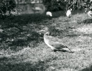 En ung sule stående på græs i London Zoo i september 1927 af Frederick William Bond