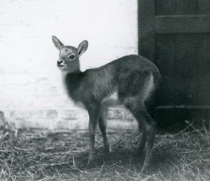 En ung Lechwe stående på hø, London Zoo, januar 1926 af Frederick William Bond