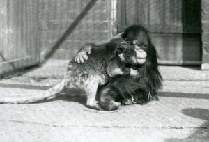 En ung orangutang krammer en trækænguru i London Zoo i 1927 (s/h-billede) af Frederick William Bond
