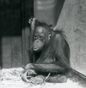 En ung orangutang sidder i sin indhegning i London Zoo, oktober 1925 af Frederick William Bond