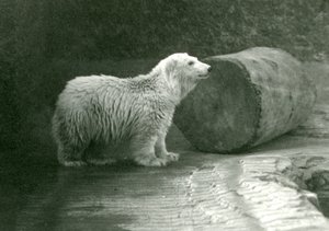 En ung isbjørn i London Zoo i november 1924 af Frederick William Bond