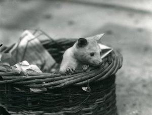 En ung albino Opossum kigger ud af en kurv i London Zoo, oktober 1920 af Frederick William Bond
