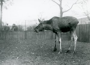 En ung tyr Elg/Elg, med sår fra nyligt udgydt gevir, stående på sin fold i London Zoo (s/h-billede) af Frederick William Bond