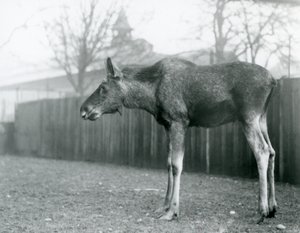 En ung tyr Elg/Elg, med sår fra nyligt udgydt gevir, stående på sin fold i London Zoo (s/h-billede) af Frederick William Bond