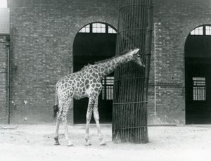 En ung hun-giraf står foran et træ i folden ved siden af girafhuset i London Zoo af Frederick William Bond