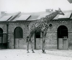 En ung mandlig giraf, der står i sin fold foran Giraffe House, London Zoo af Frederick William Bond
