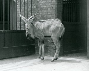 En ung mandlig Greater Kudu stående i sit indhegning i London Zoo i 1929 (s/h foto) af Frederick William Bond