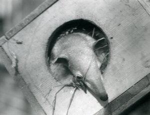 En ung tamandua kigger ud af sin redekasse, London Zoo, april 1925 af Frederick William Bond