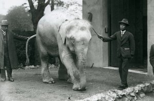 AlbinoWhite Burmese Elephant Pawah med ledsagere, herunder Dr. Saw Po Min, London Zoo, maj 1926 af Frederick William Bond