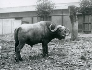 En afrikansk bøffel, eller Cape Buffalo, stående i sin fold i London Zoo, 1927 af Frederick William Bond
