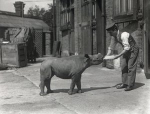 Et afrikansk næsehorn, Kathlene, og målmanden Harry Warryck i ZSL London Zoo, september 1928 af Frederick William Bond