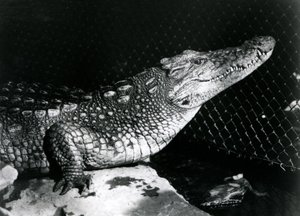 En amerikansk alligator i London Zoo i september 1924 af Frederick William Bond