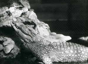 En amerikansk alligator hviler i en pool og kigger op af klipperne ved siden af poolen, London Zoo af Frederick William Bond